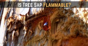 is tree sap flammable